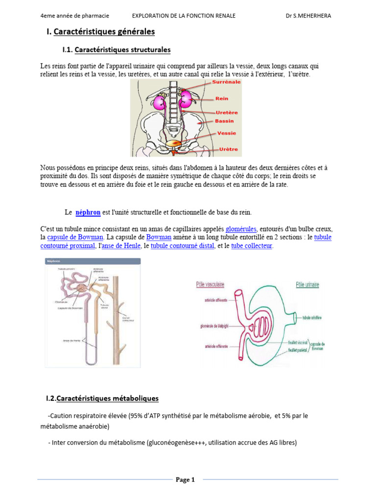 Exploration de la fonction rénale en pharmacie | PDF | Rein | Néphrologie