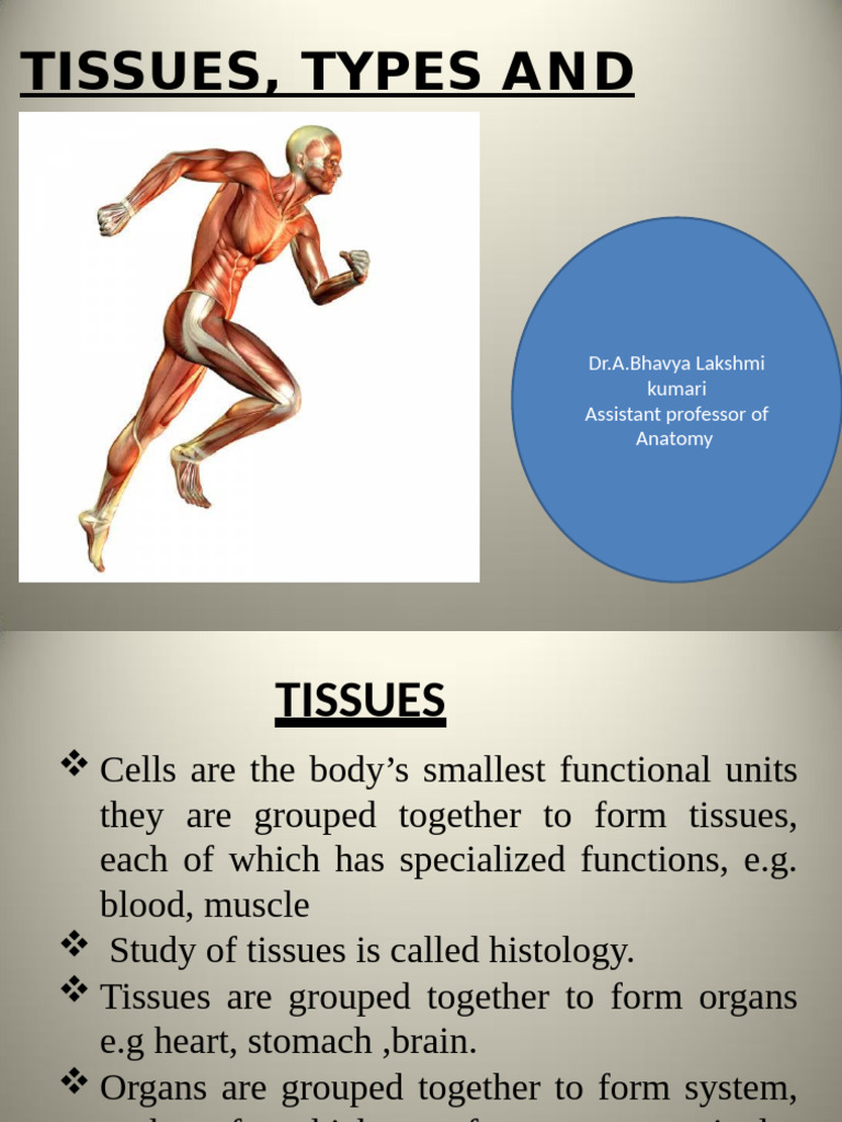 Types and Functions of Body Tissues | PDF | Epithelium | Connective Tissue