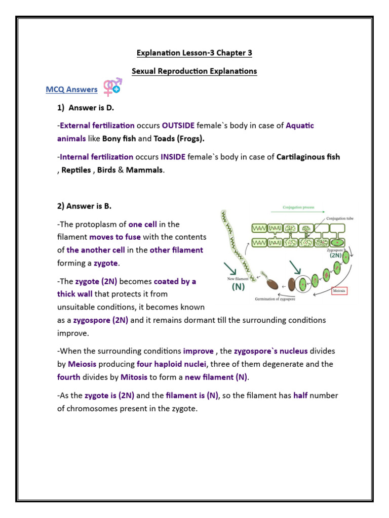 Sexual Reproduction in Spirogyra Explained | PDF | Sexual Reproduction ...