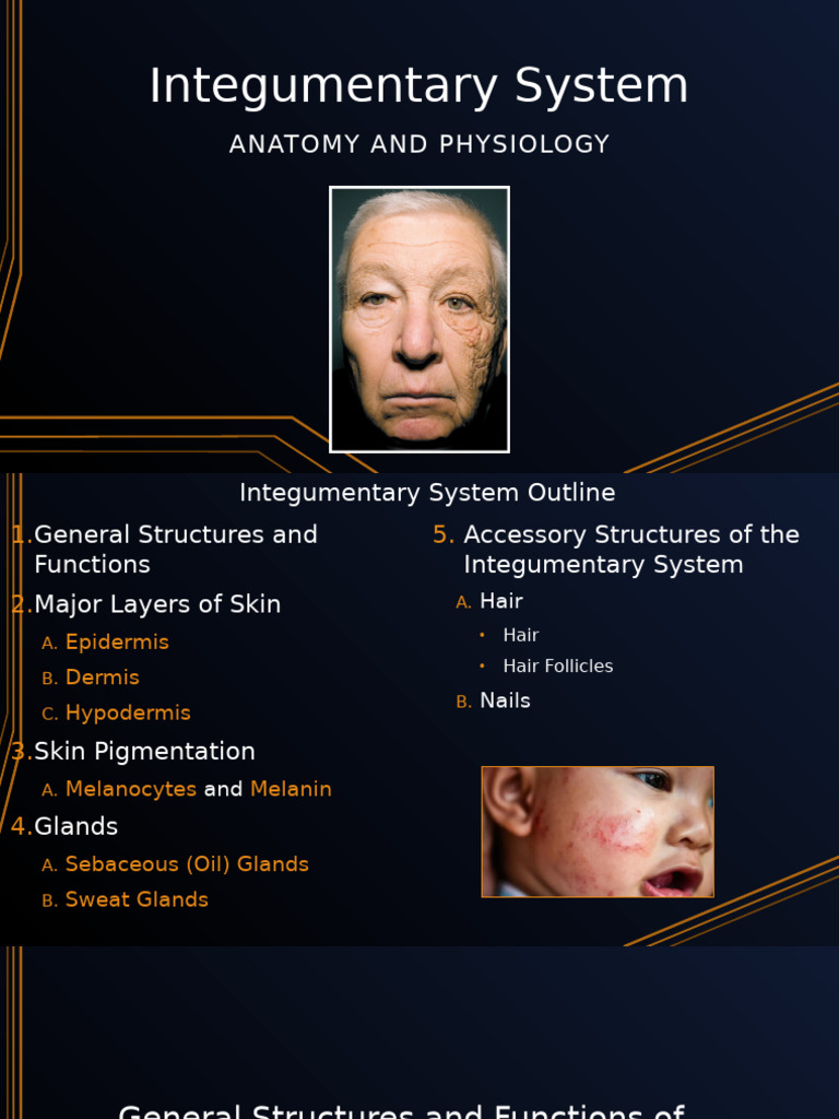 Integumentary System Overview: Anatomy & Functions | PDF | Skin ...