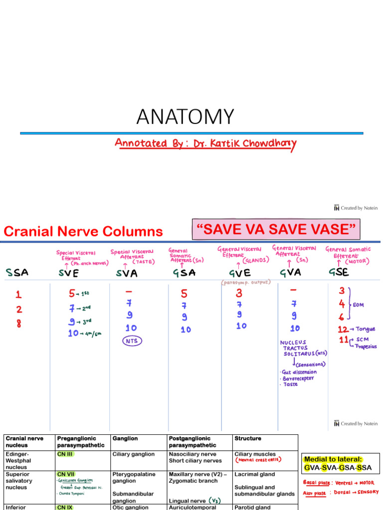 ANATOMY 2.0 (1) | PDF | Human Head And Neck | Human Anatomy