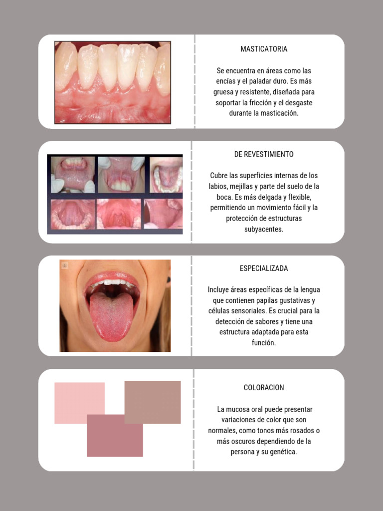 Anatomía y condiciones de la mucosa oral | PDF | Lengua | Boca