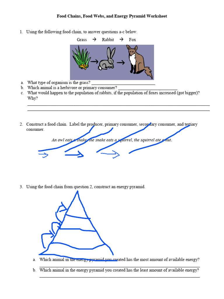 Food Chain | PDF | Food Web | Herbivore