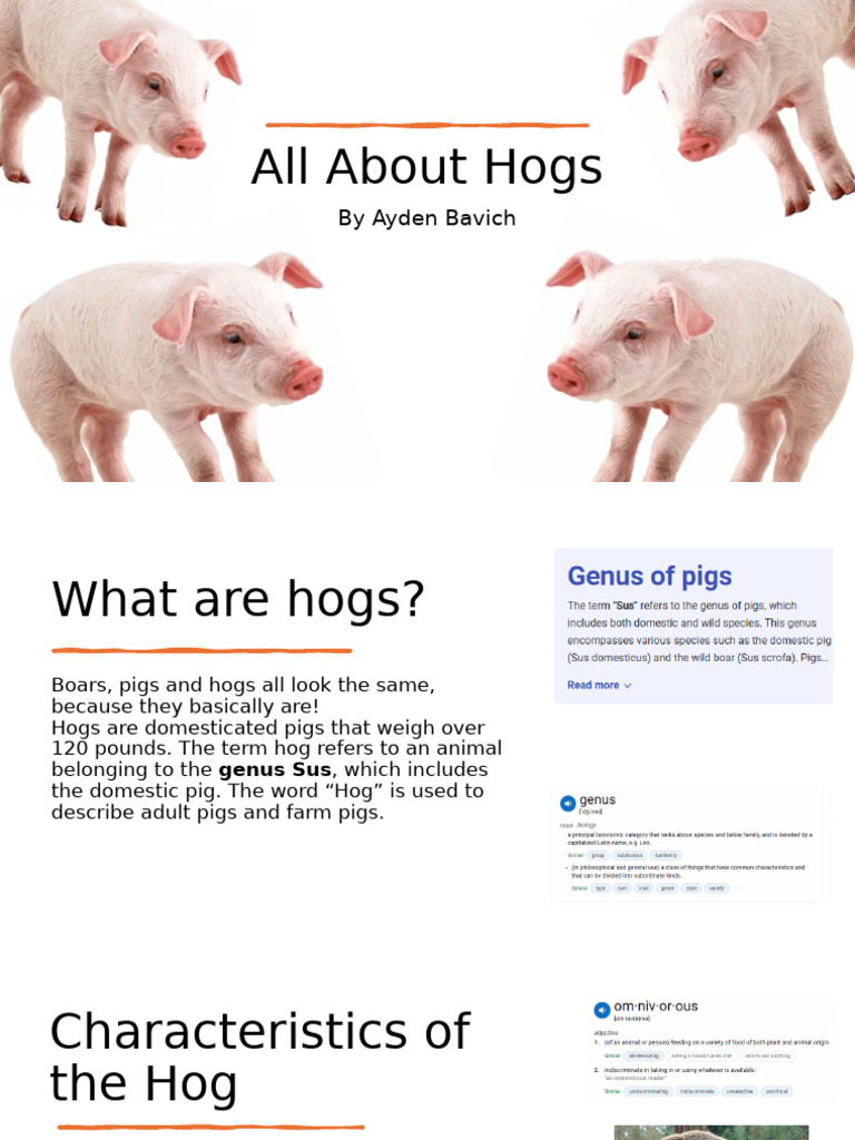 Understanding Hogs: Characteristics & Uses | PDF | Pig | Wild Boar