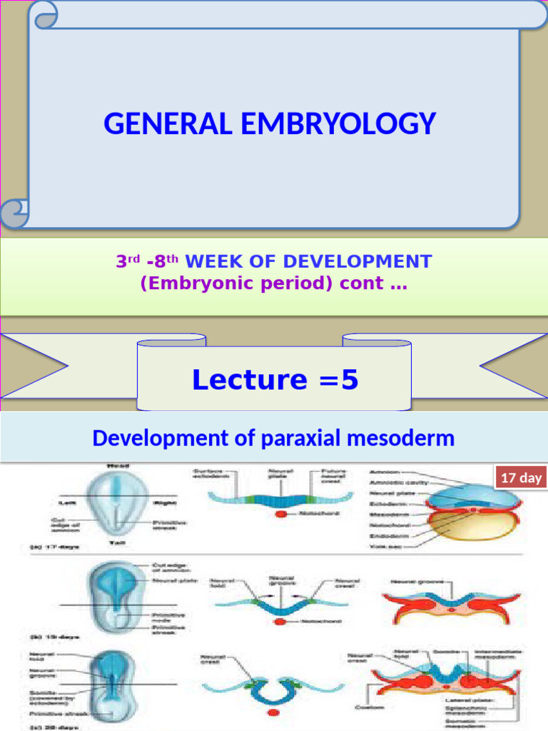 Embryonic Development: Weeks 3-8 Overview | PDF | Developmental Biology ...