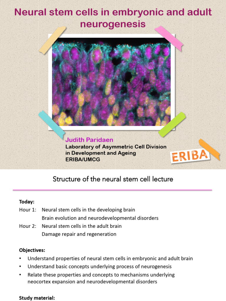 Neural Stem Cells: Development & Ageing Insights | PDF | Neurogenesis ...
