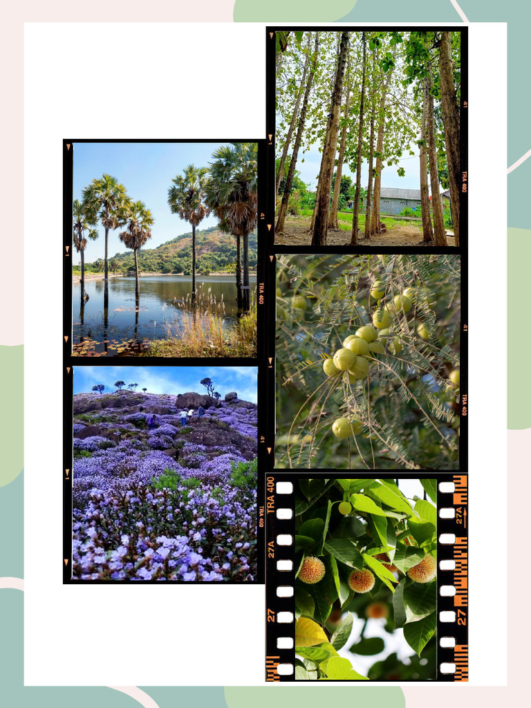 The Heart of Nature Forests | PDF