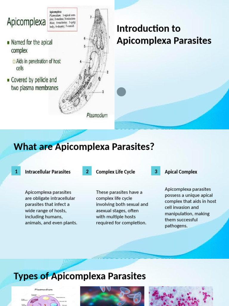 Overview of Apicomplexa Parasites | PDF | Parasitism | Antimicrobial ...
