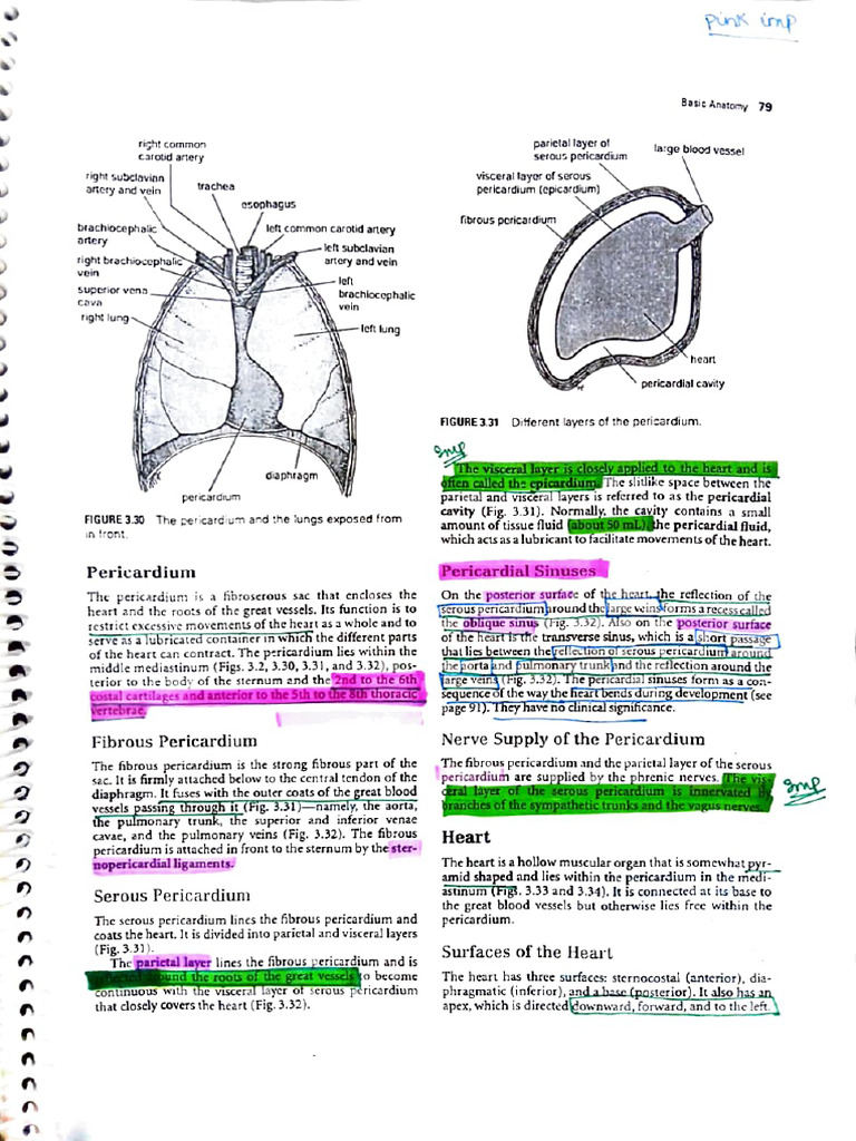 Heart | PDF