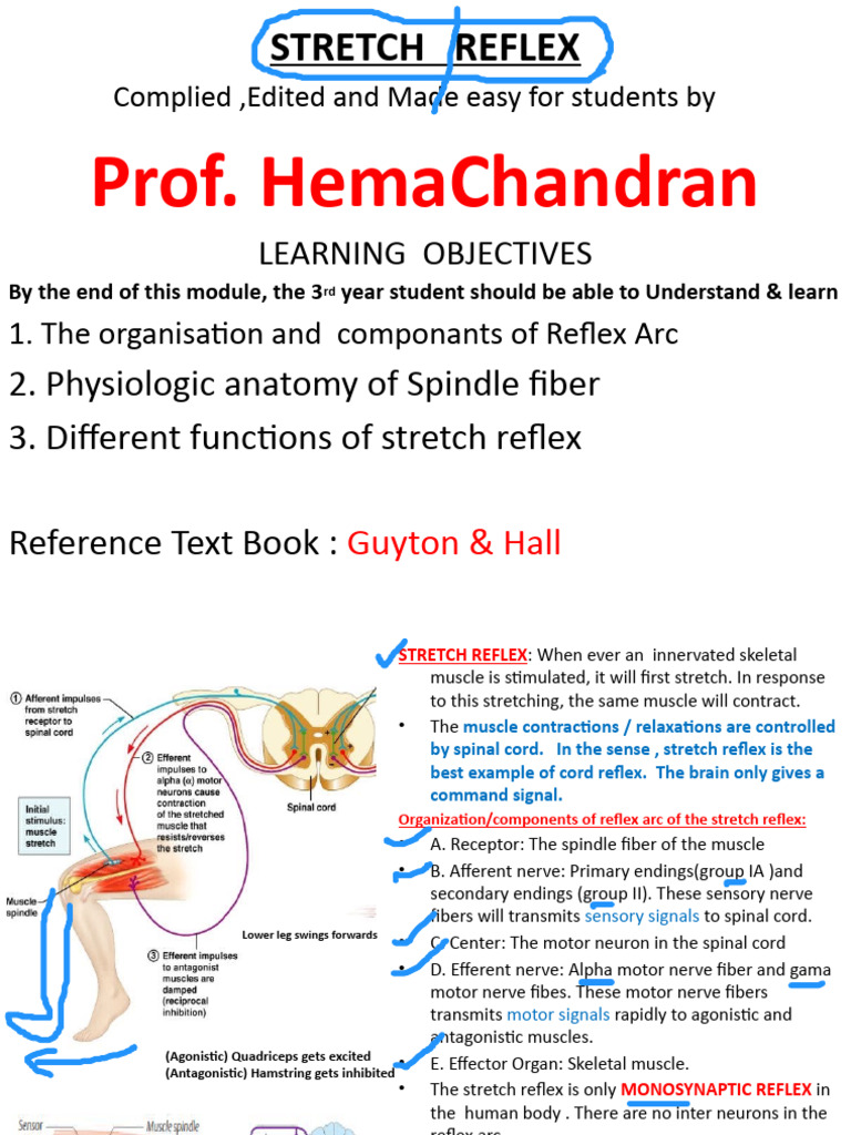 Stretch Reflex | PDF | Motor Neuron | Neuroanatomy