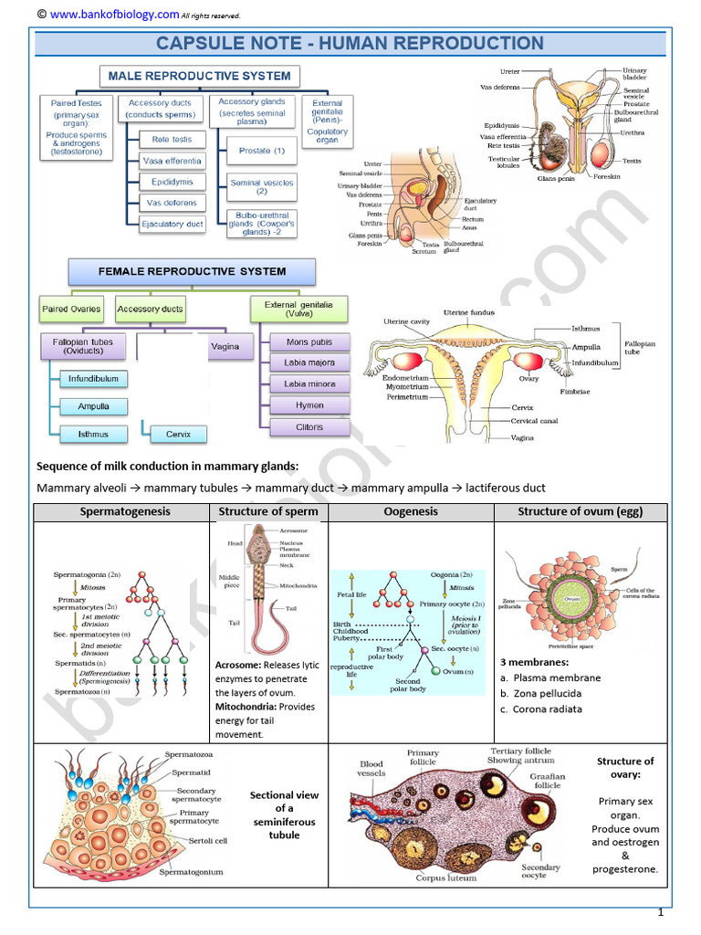 Human Reproduction Overview Guide | PDF