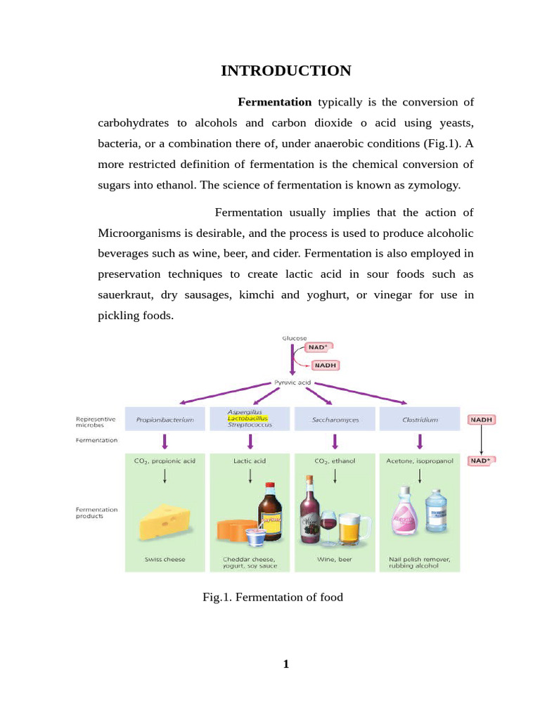 Understanding Food Fermentation Processes | PDF | Fermentation | Biology