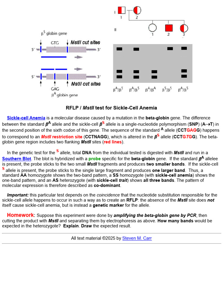 RFLP Test For Sickle-Cell Anemia | PDF