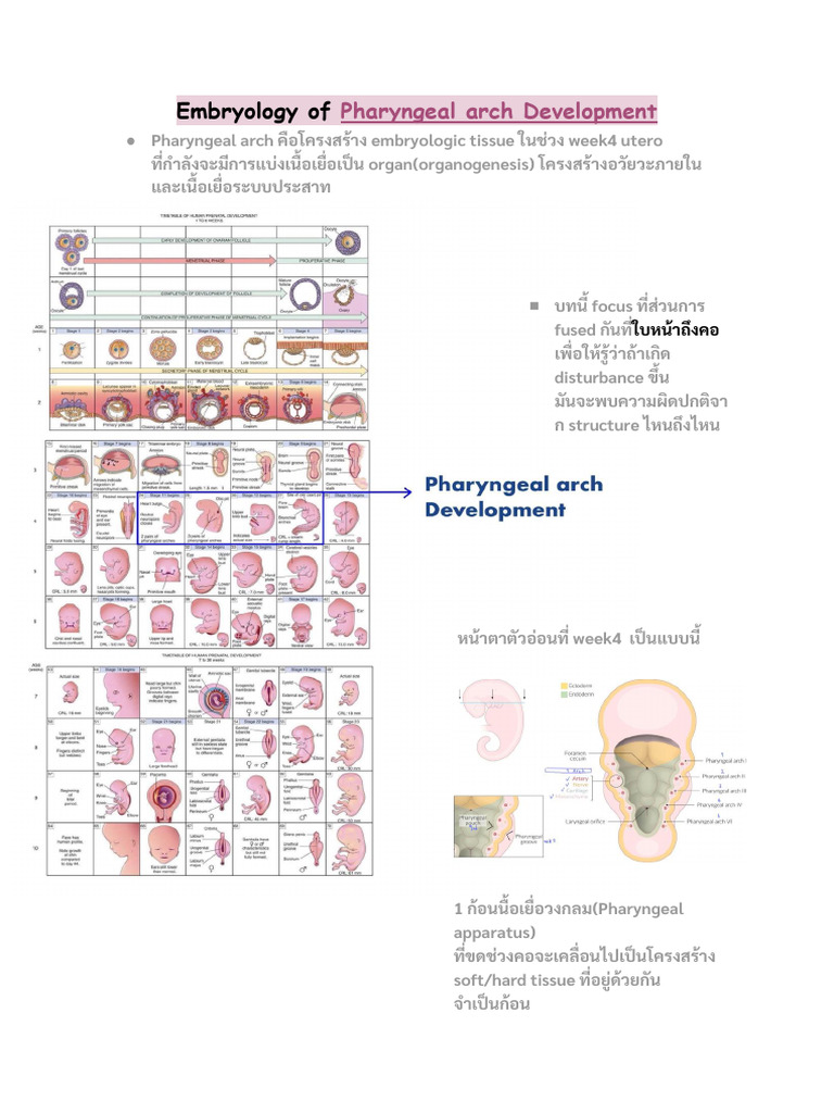Craniofacial Development Pharyngeal Arch | PDF