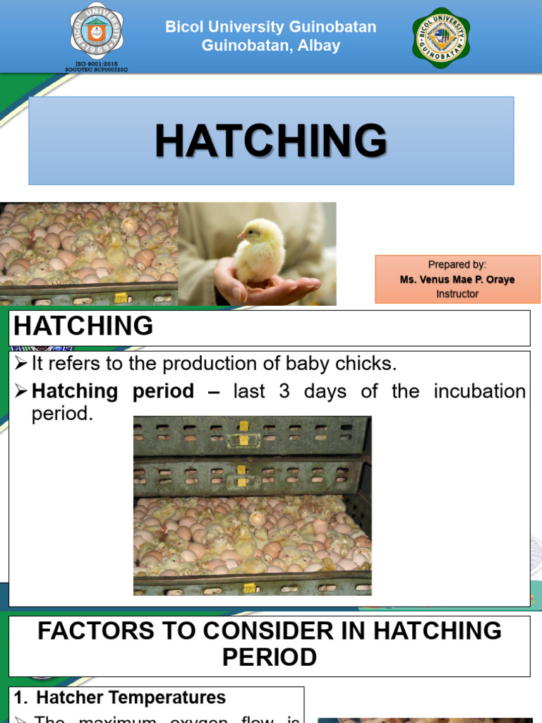 Hatching | PDF | Carbon Dioxide | Humidity