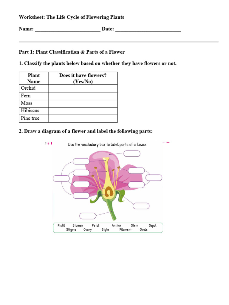 Grade 5: Cambridge Science Lesson 1. | PDF | Flowers | Seed