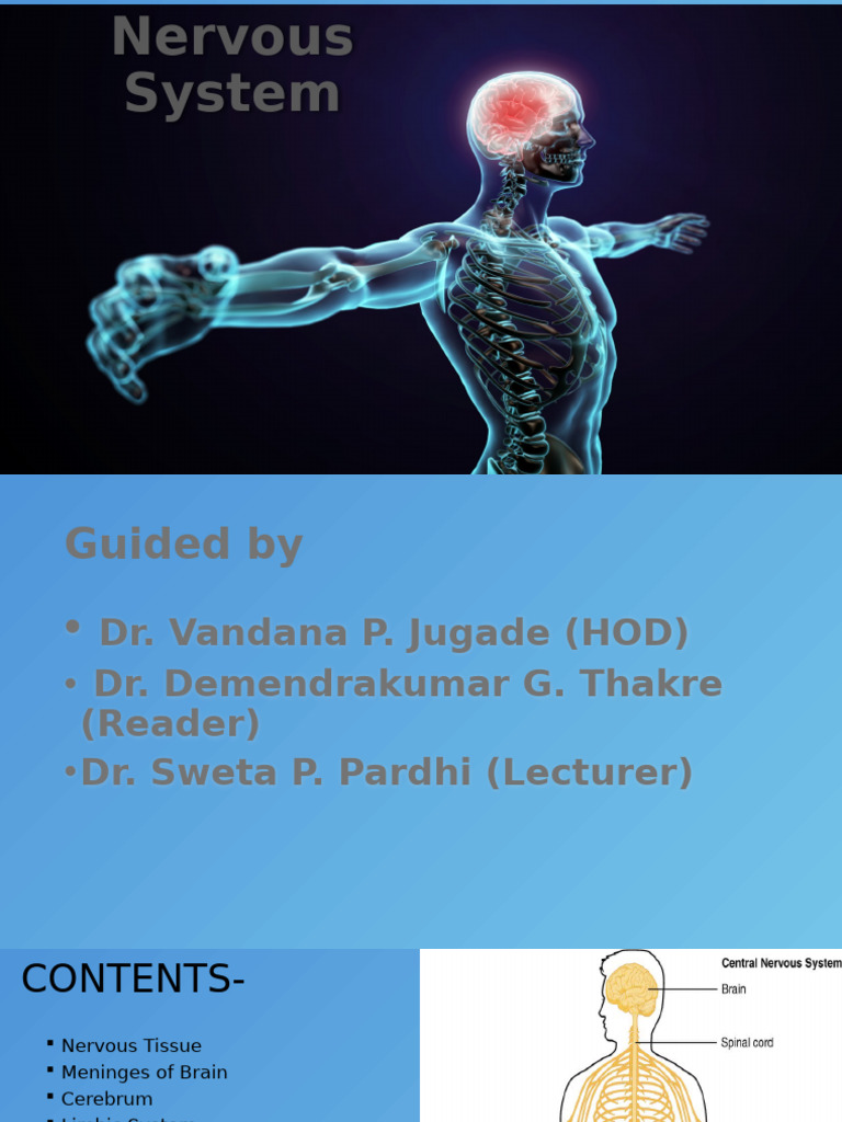 Overview of the Nervous System | PDF | Spinal Cord | Central Nervous System