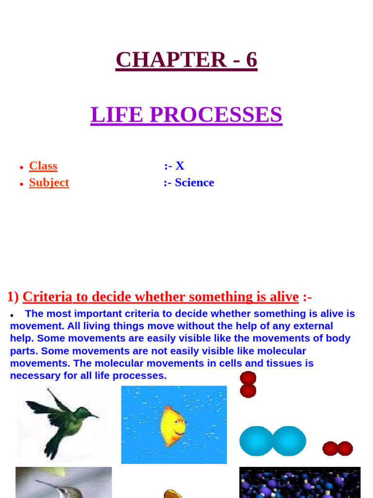 Understanding Life Processes in Organisms | PDF | Circulatory System ...