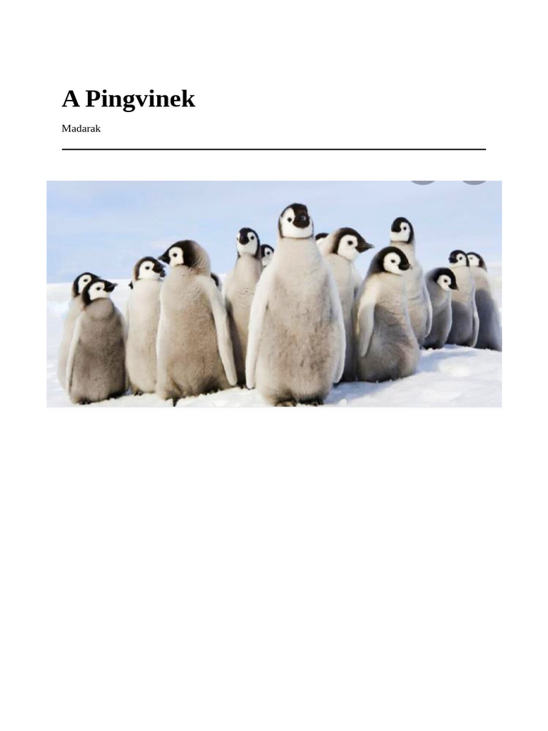 Pingvinek | PDF