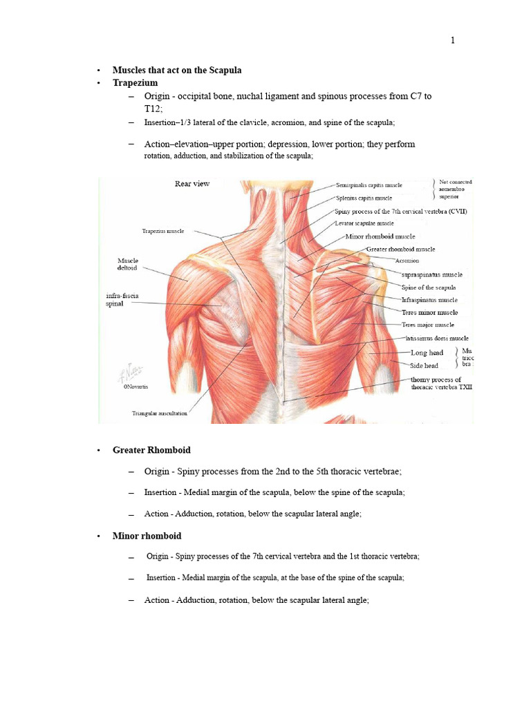 Booklet On ORIGIN AND INSERTION of Muscles | PDF | Pelvis | Anatomical ...