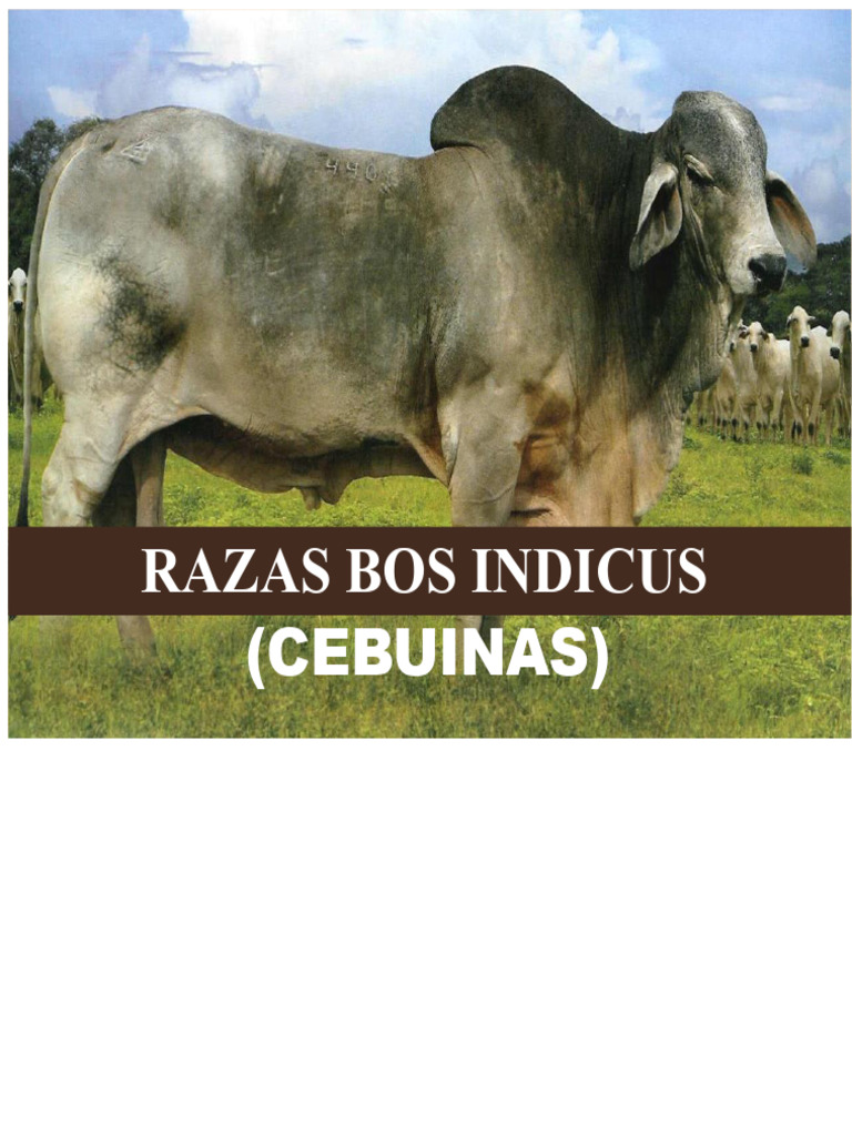 Raças de Bos Indicus: Características e Tipos | PDF | Gado | Animais ...