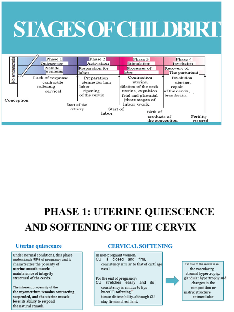 Stages of Childbirth Explained | PDF | Epithelium | Anatomy