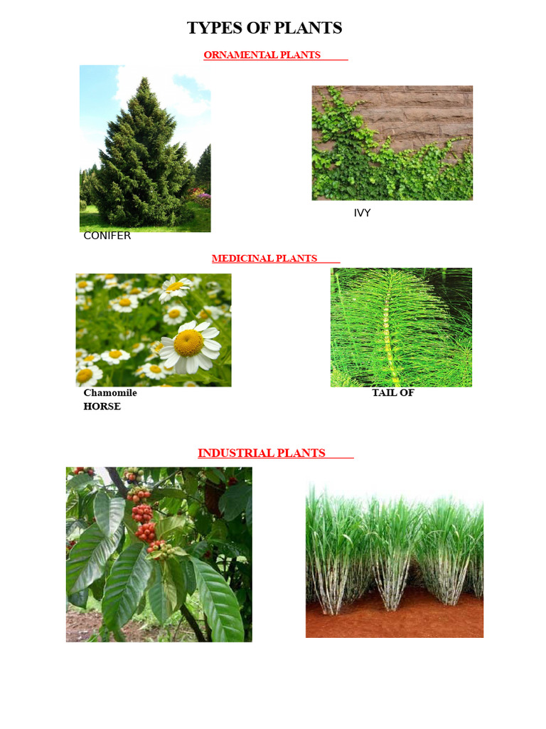 Types of Plants and Water Uses | PDF