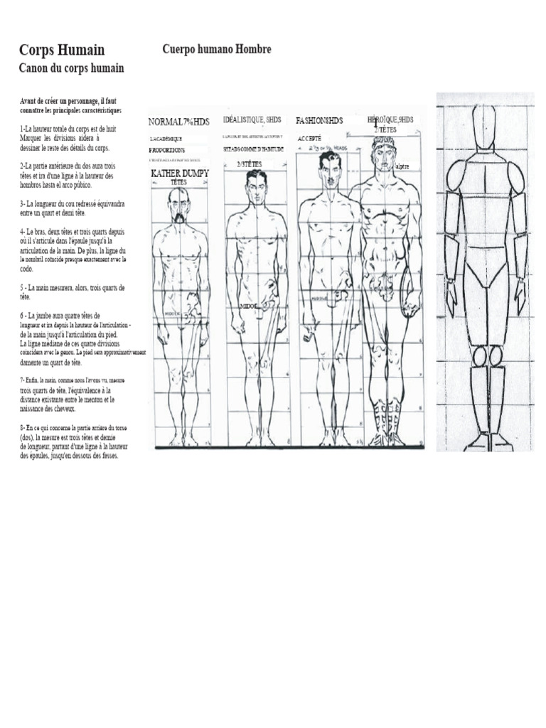 Proportions du corps humain masculin et féminin | PDF