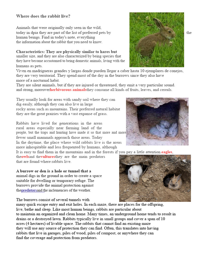 Where the Rabbit Lives | PDF | Rabbit | Zoology