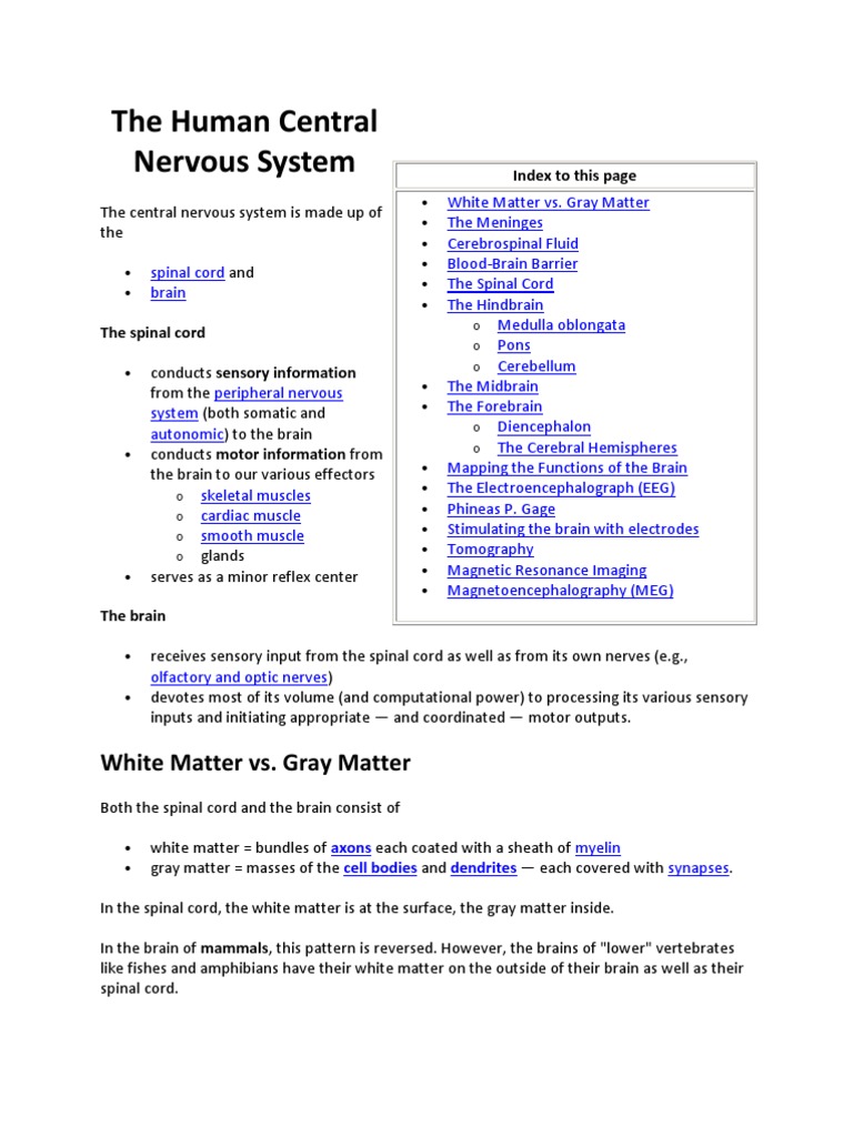The Human Central Nervous System | PDF