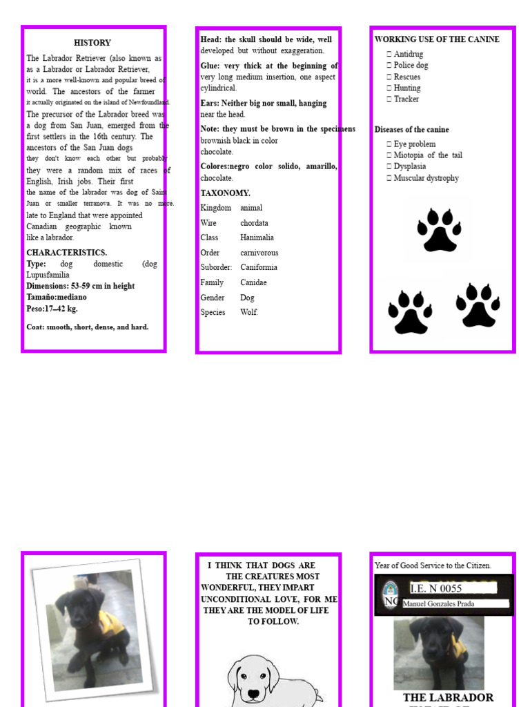 Labrador Retriever Overview and Care | PDF | Labrador Retriever | Dogs