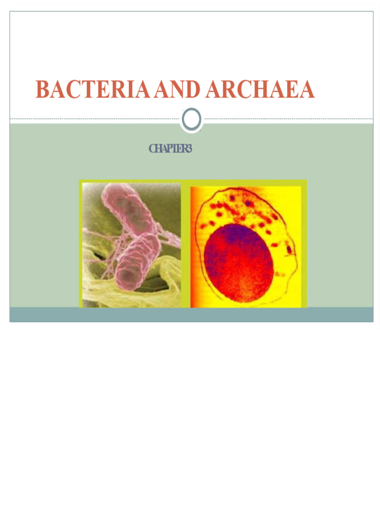 Prokaryotes: Bacteria and Archaea Overview | PDF | Bacteria | Prokaryote