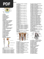 Lista dos 206 Ossos do Corpo Humano | PDF | Coluna vertebral | Vértebra