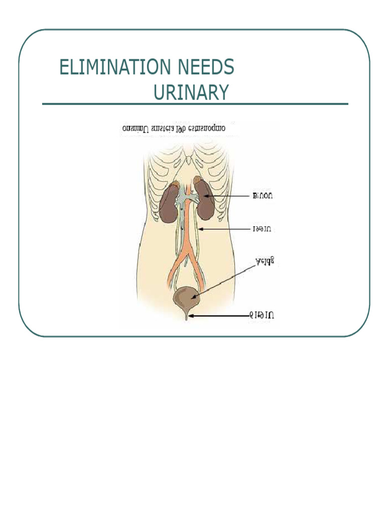Urinary elimination | PDF | Urinary System | Kidney