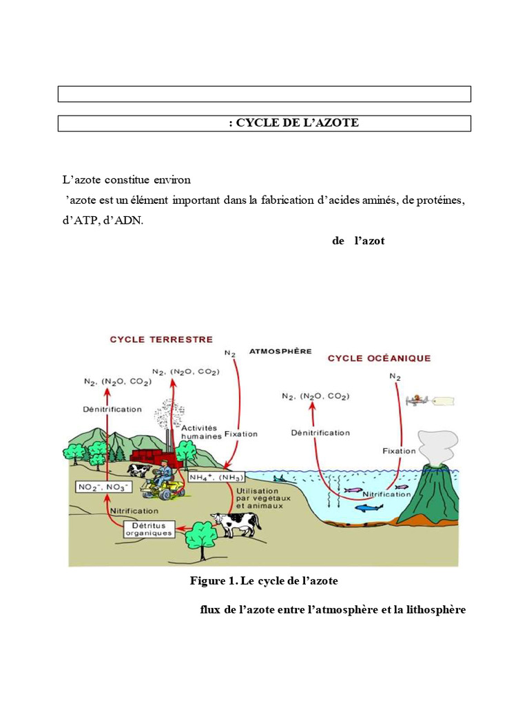 Cycle de l'azote : biogéochimie et isotopes | PDF | Nitrate | Nitrogène