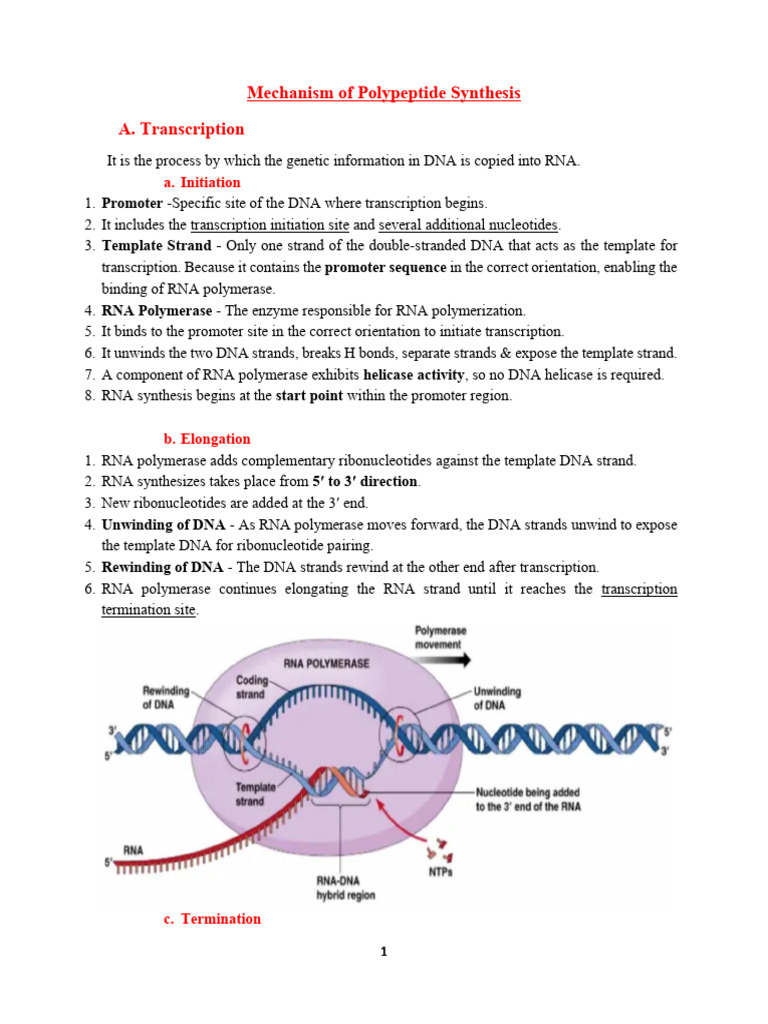 Protein Synthesis | PDF | Translation (Biology) | Ribosome