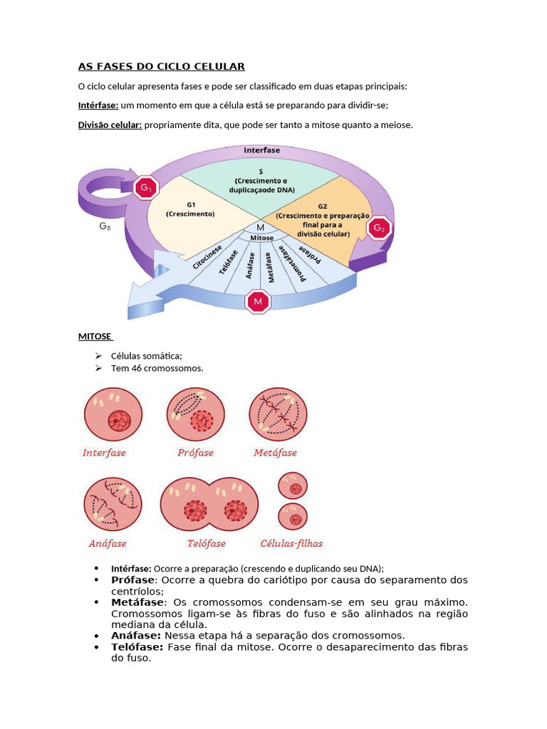 Fases do Ciclo Celular: Mitose e Meiose | PDF