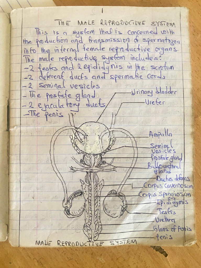 Reproductive System | PDF