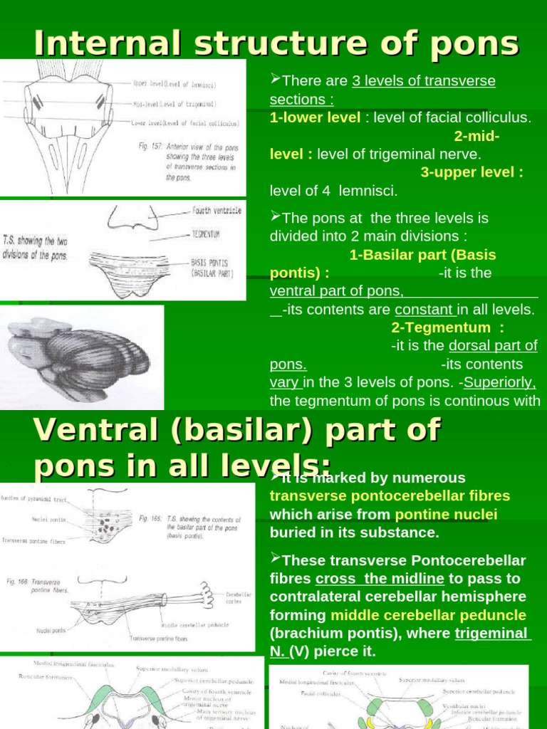 08. Pons + Midbrain 1 | PDF | Brainstem | Neuroanatomy