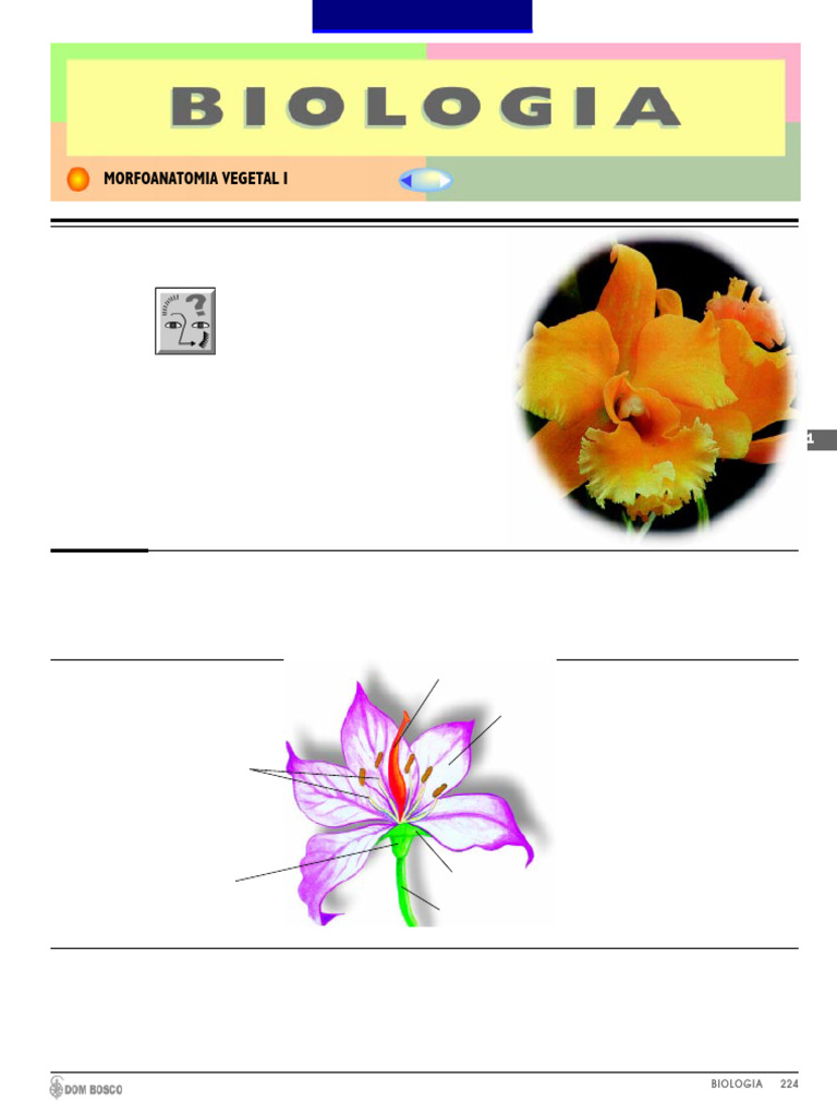 Partes e Funções da Flor | PDF | Flores | Polinização
