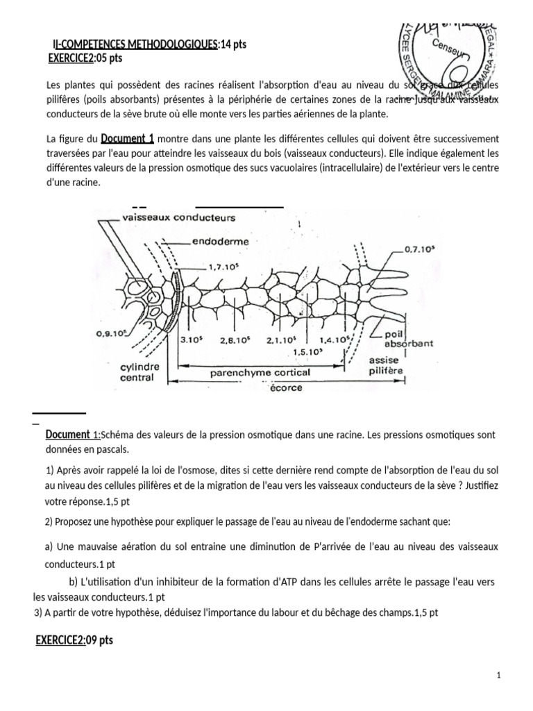 Absorption d'eau et osmose chez les plantes | PDF | Osmose | Racine