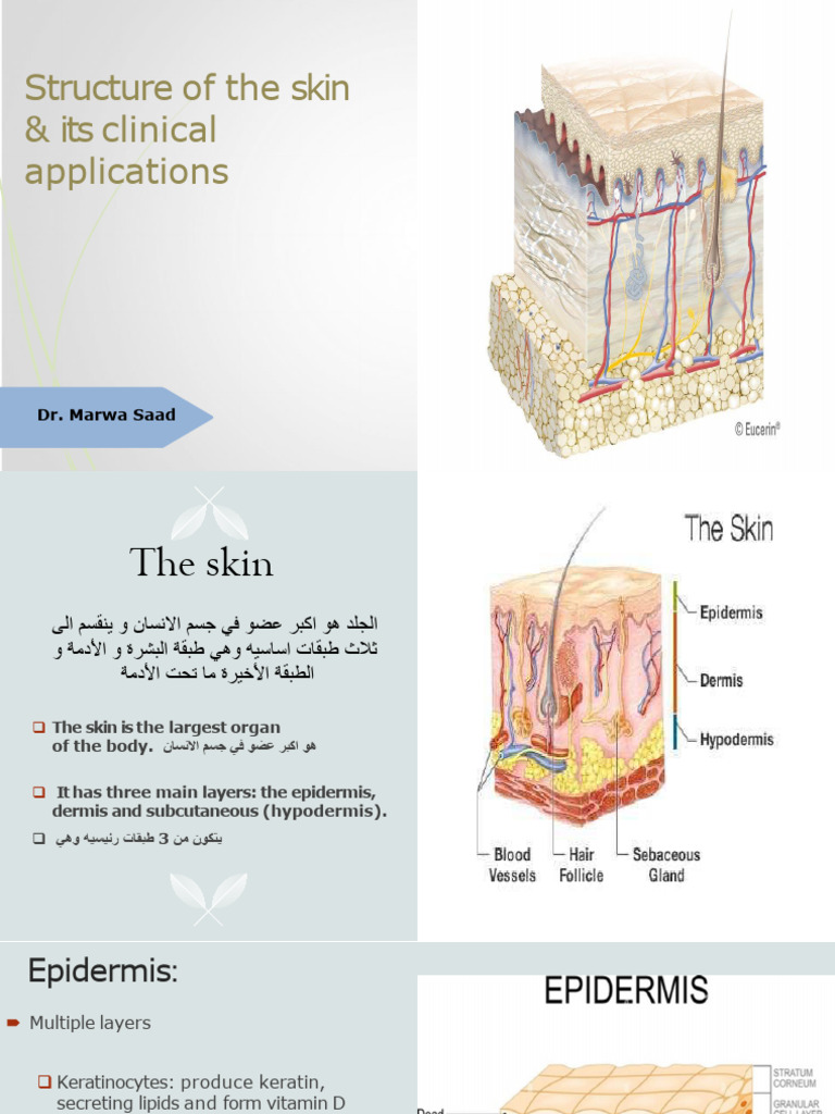 The Skin Structure and The Medical Procedures | PDF