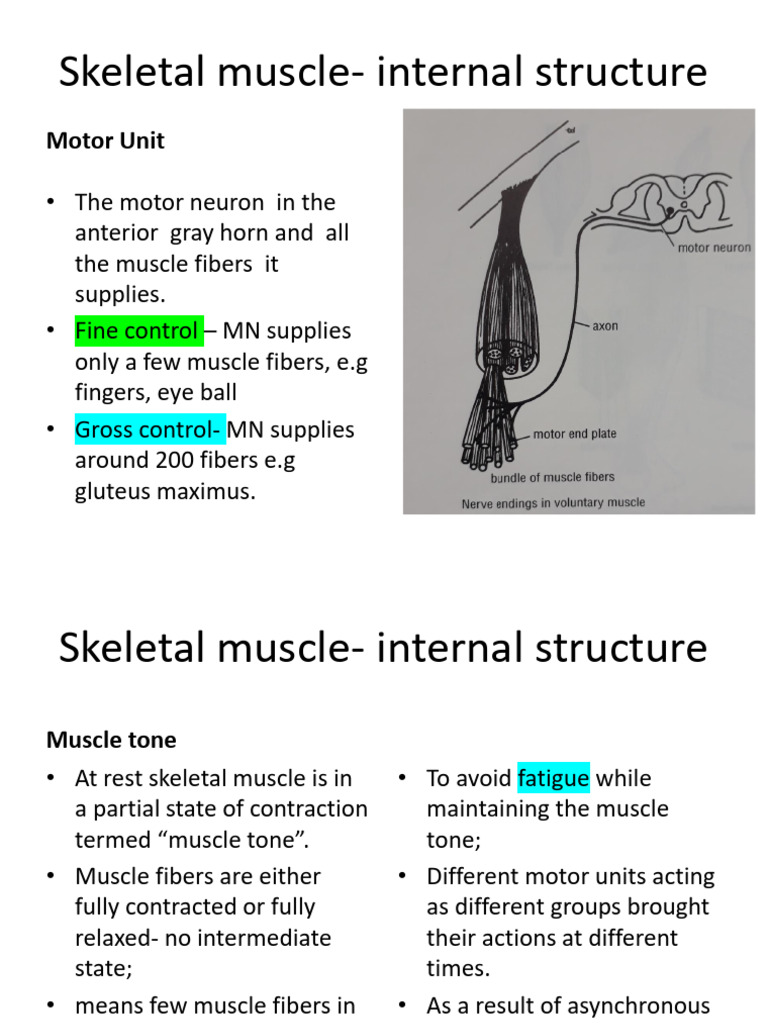 Understanding Skeletal Muscle Structure | PDF | Cartilage | Skeletal Muscle