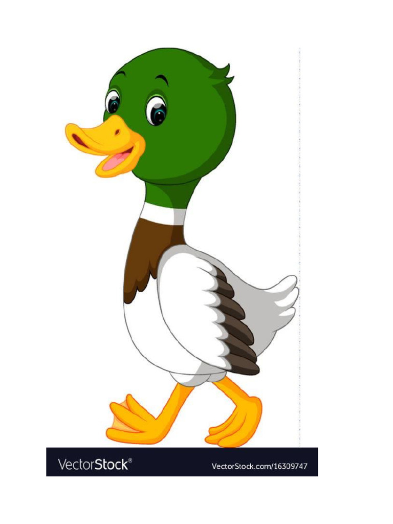 Duck | PDF