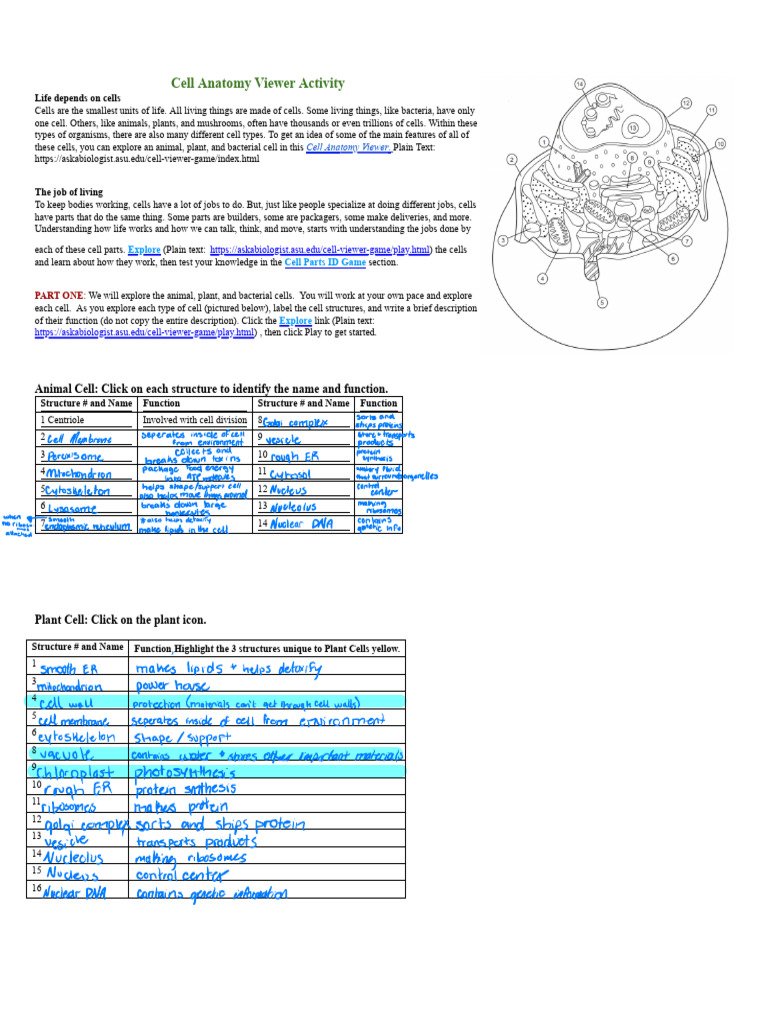 Explore Cell Anatomy and Functions | PDF | Cell (Biology) | Ribosome