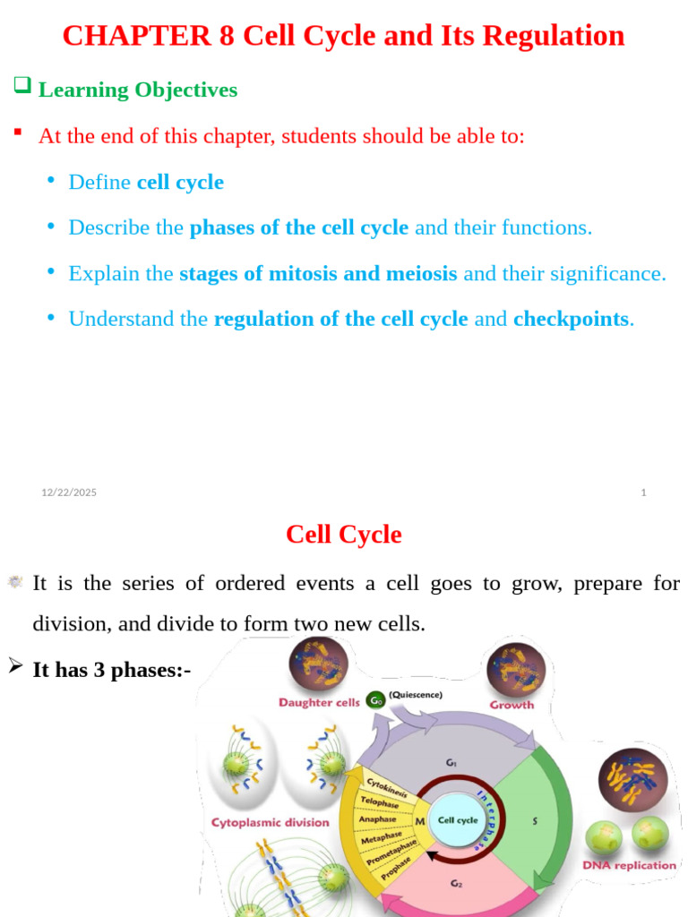 Cell Cycle Phases and Regulation Explained | PDF | Cell Cycle | Meiosis