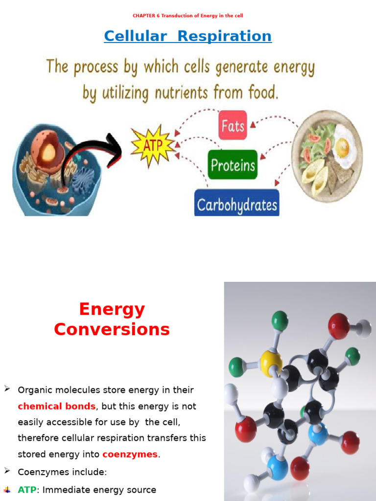 Energy Transduction in Cellular Respiration | PDF | Cellular ...