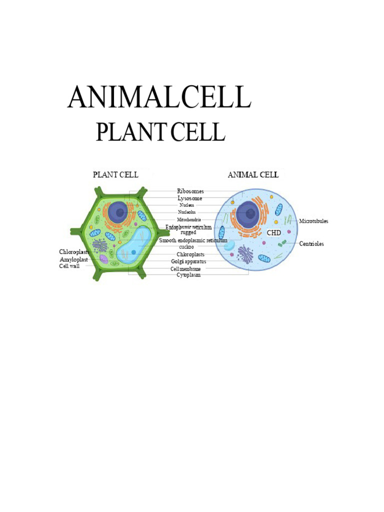 Animal and Plant Cell | PDF