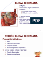 topograficaregionbucalmaseterinageniana-111111201143-phpapp02 (1)