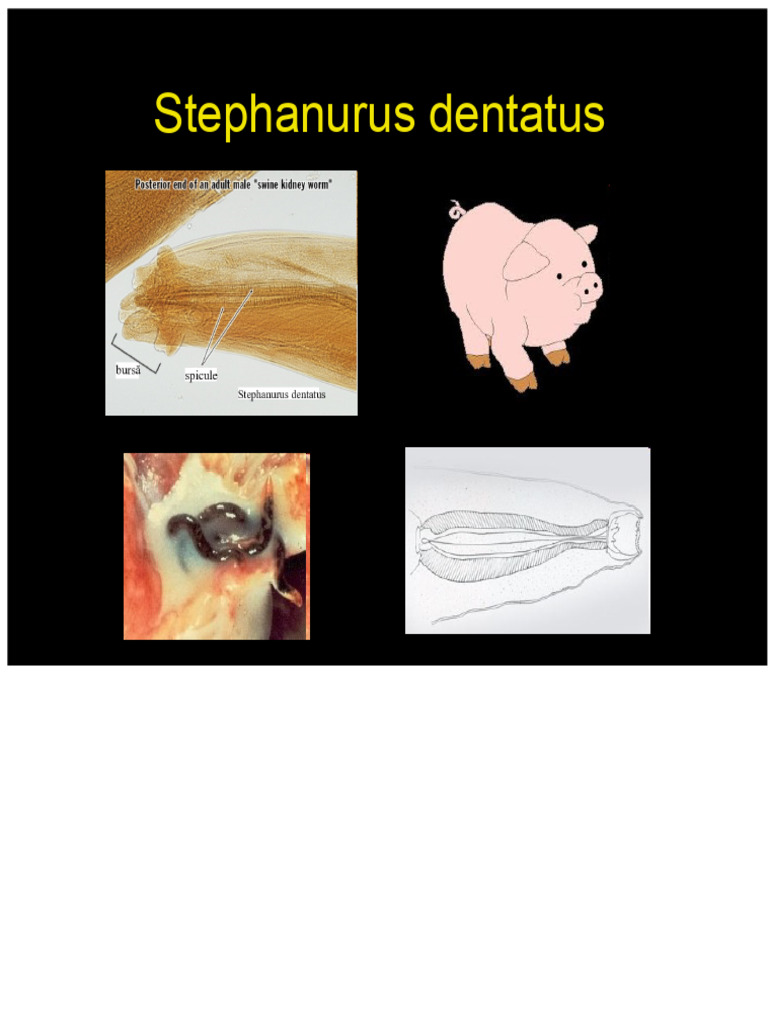 Stephanurus Dentatus | PDF